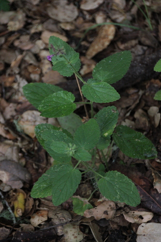 iNaturalist observation photo of Hedgenettles