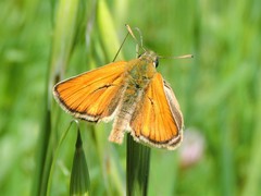 Thymelicus sylvestris