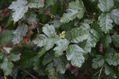 iNaturalist observation photo of Pacific poison oak