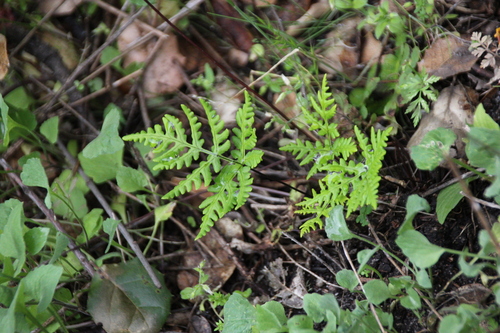 iNaturalist observation photo of goldback fern