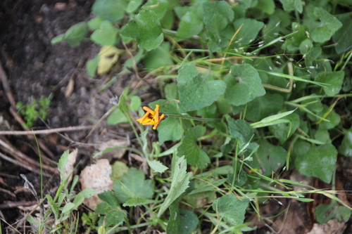 iNaturalist observation photo of California Golden Violet