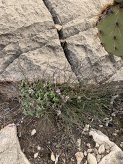 Polygala scoparioides