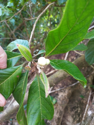 Rhodomyrtus macrocarpa observed 2026-04-17