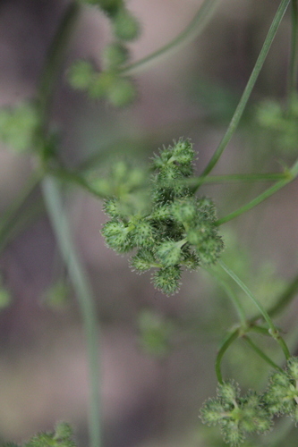 iNaturalist observation photo of sanicles
