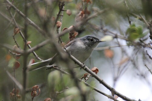 iNaturalist observation photo of Blue-gray Gnatcatcher