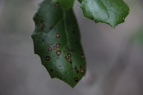 iNaturalist observation photo of Tubakia californica