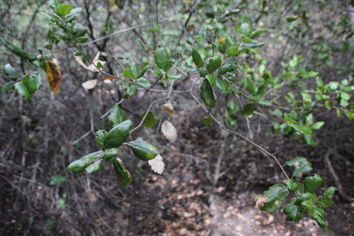 iNaturalist observation photo of coast live oak
