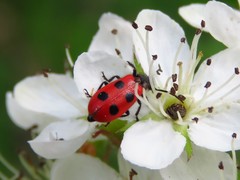 Pelonides quadripunctata