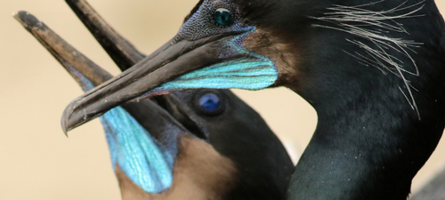 Brandt's Cormorant, photo 6 of 7
