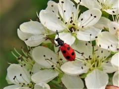 Pelonides quadripunctata