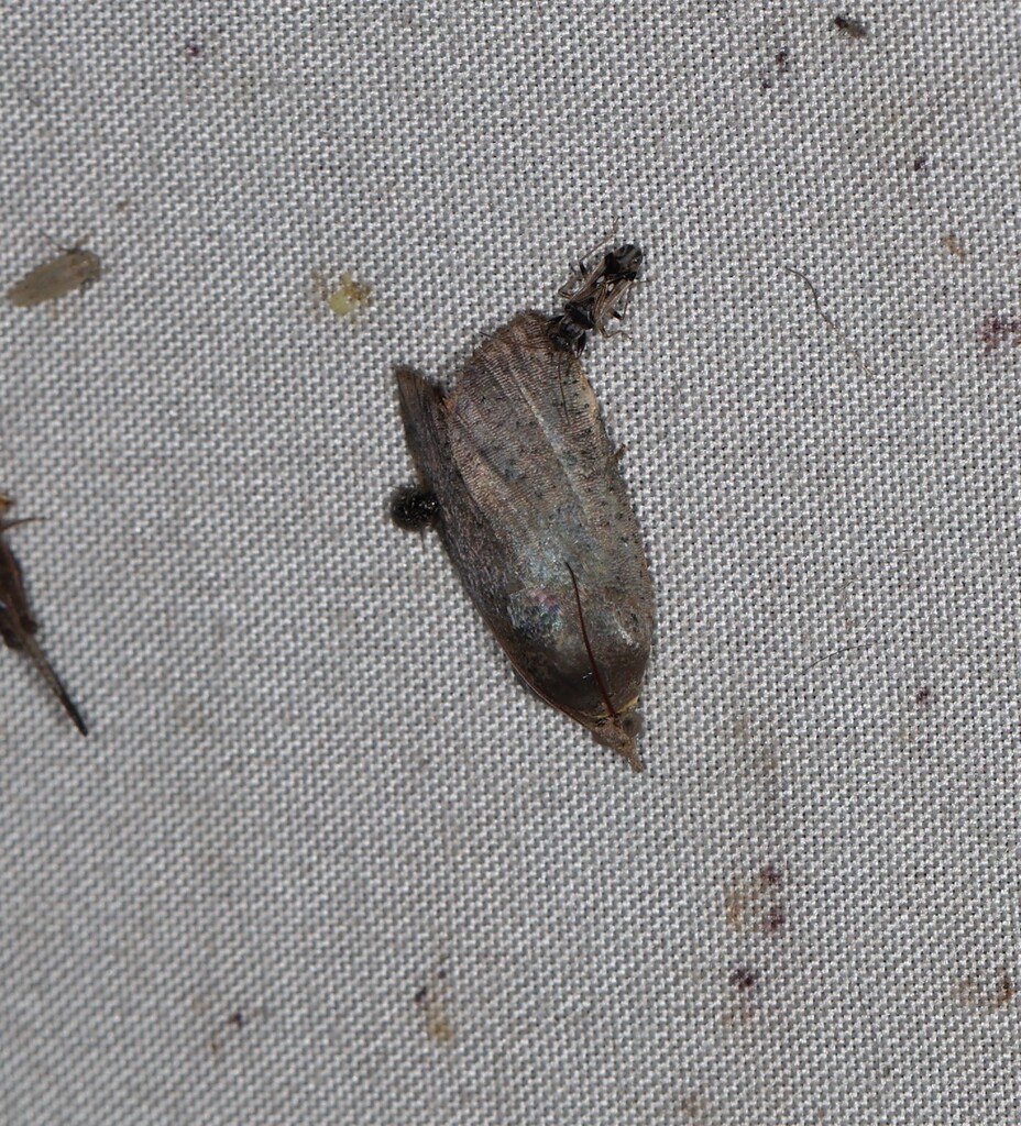 Hyblaea joiceyi