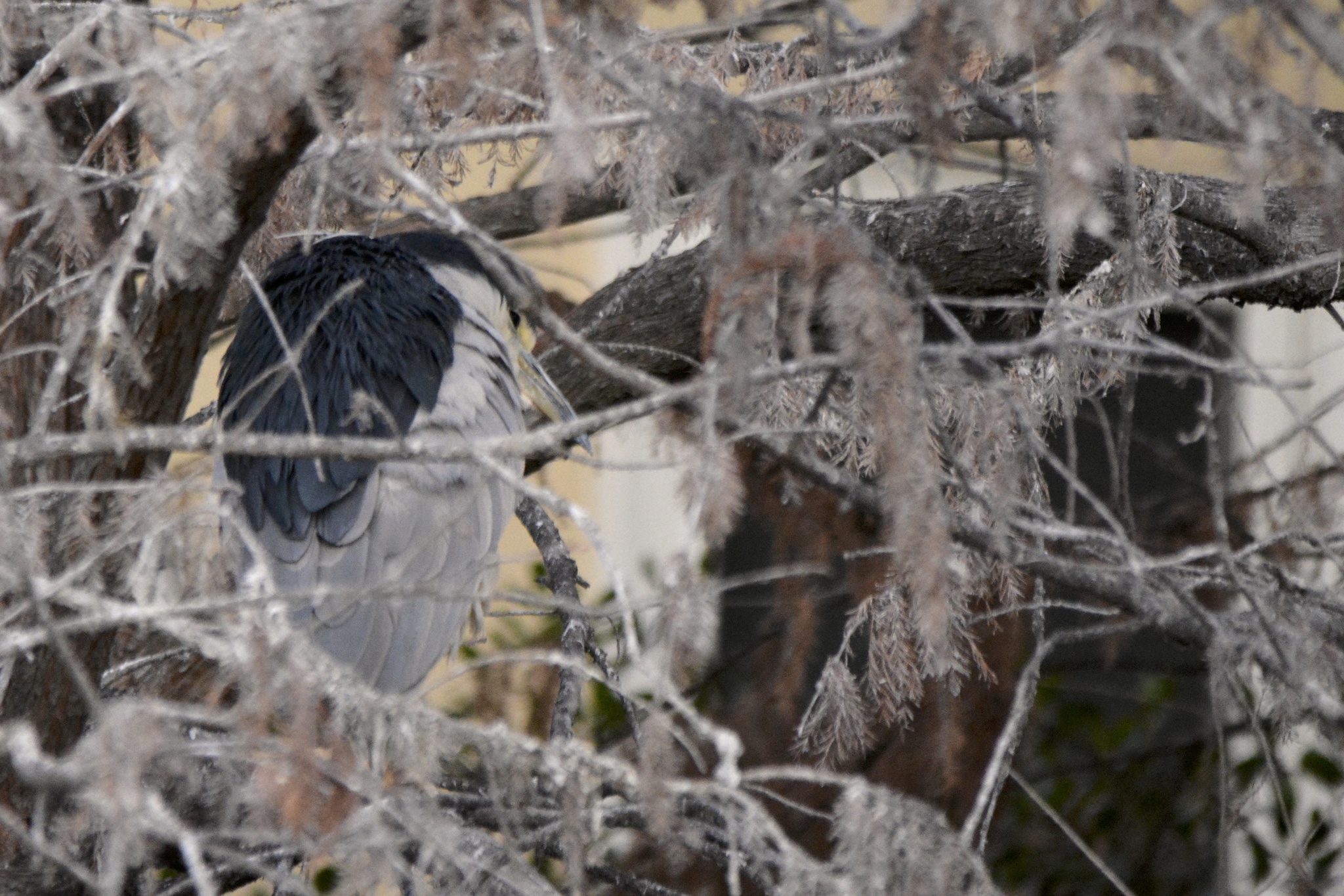 Black-crowned Night Heron