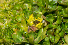 Ranunculus biternatus