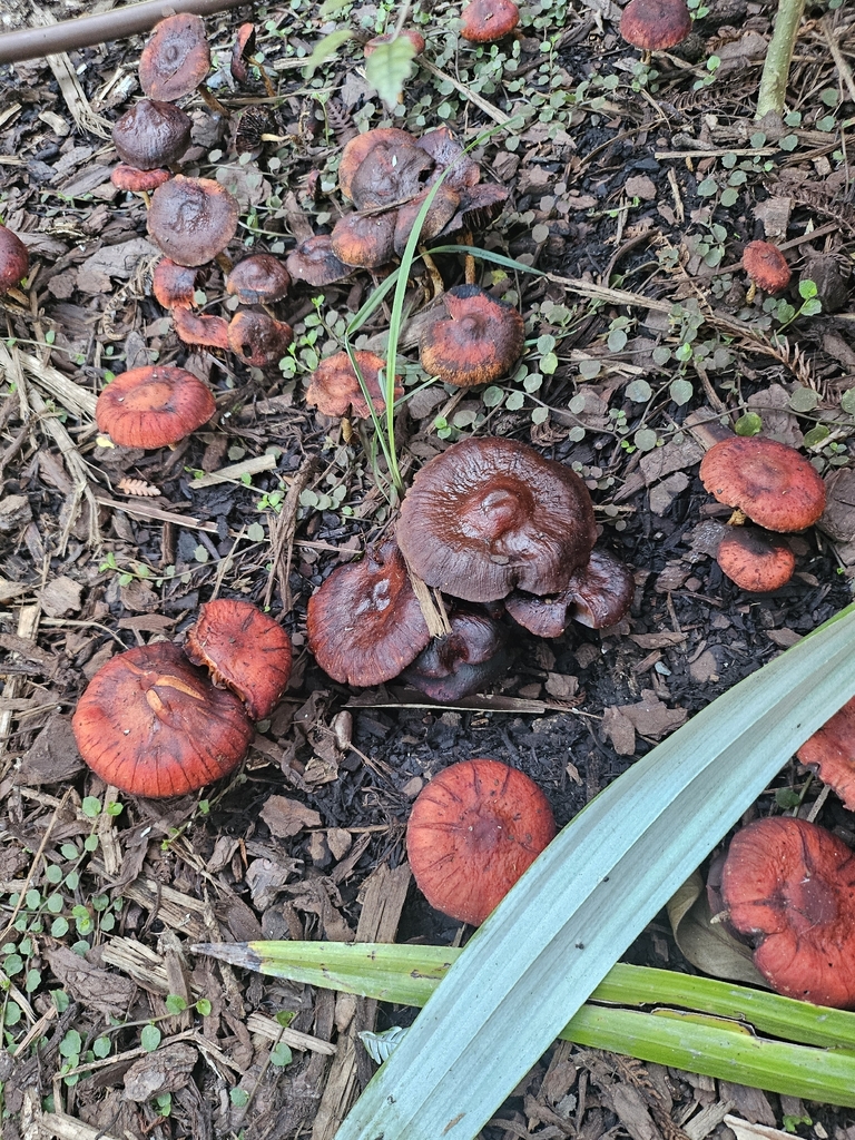Leratiomyces ceres · April 2026 · photo: © bigealien (iNaturalist, cc-by)