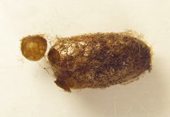 Pristiphora punctifrons