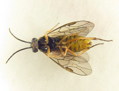 Pristiphora punctifrons