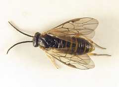Pristiphora punctifrons