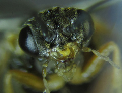 Pristiphora punctifrons