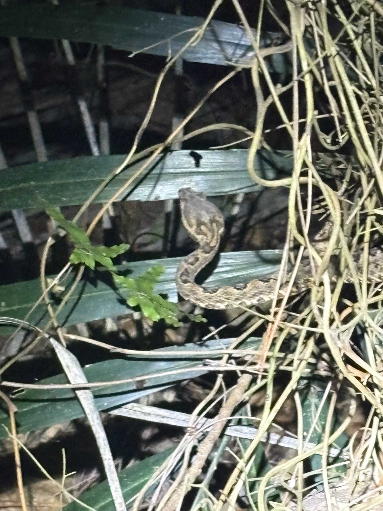 Elegant pitviper, Protobothrops elegans