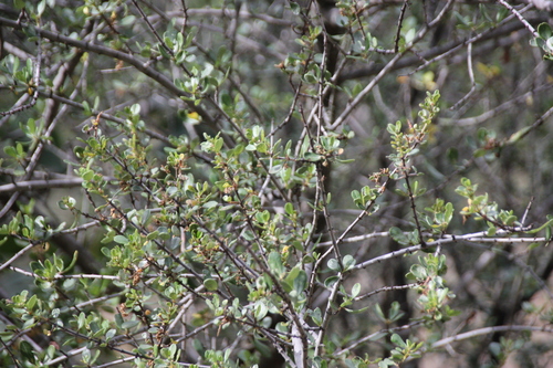 iNaturalist observation photo of Buckbrush