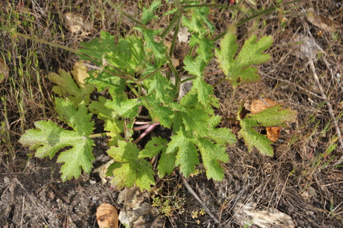 iNaturalist observation photo of sanicles