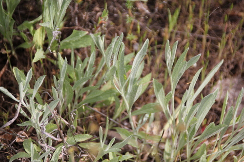 iNaturalist observation photo of Sunflowers, Daisies, Asters, and Allies