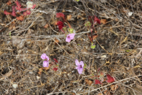 iNaturalist observation photo of Mediterranean Stork's-bill
