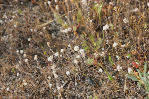 iNaturalist observation photo of Q-tips