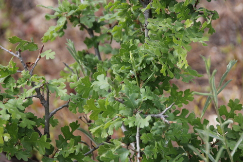 iNaturalist observation photo of valley oak