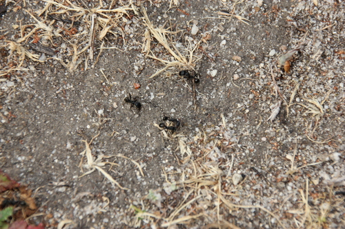 iNaturalist observation photo of Andre's Harvester Ant