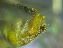 Pristiphora punctifrons