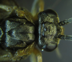 Pristiphora punctifrons