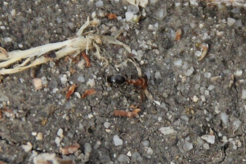 iNaturalist observation photo of Bicolored Pyramid Ant