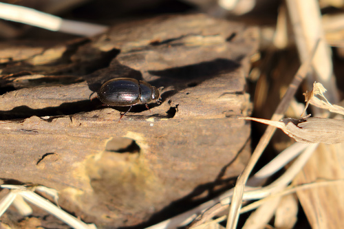 Hydrobius subrotundus