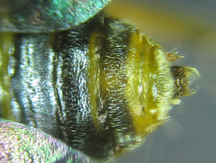 Pristiphora punctifrons
