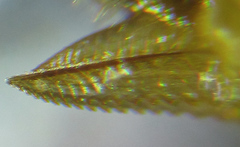 Pristiphora punctifrons