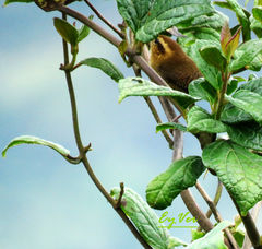 Troglodytes solstitialis