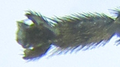 Pristiphora punctifrons