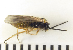 Pristiphora punctifrons