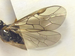 Pristiphora punctifrons