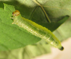 Pristiphora punctifrons
