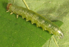 Pristiphora punctifrons