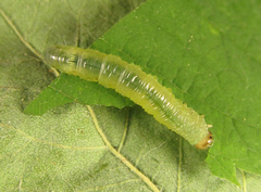 Pristiphora punctifrons