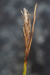 Carex dikei