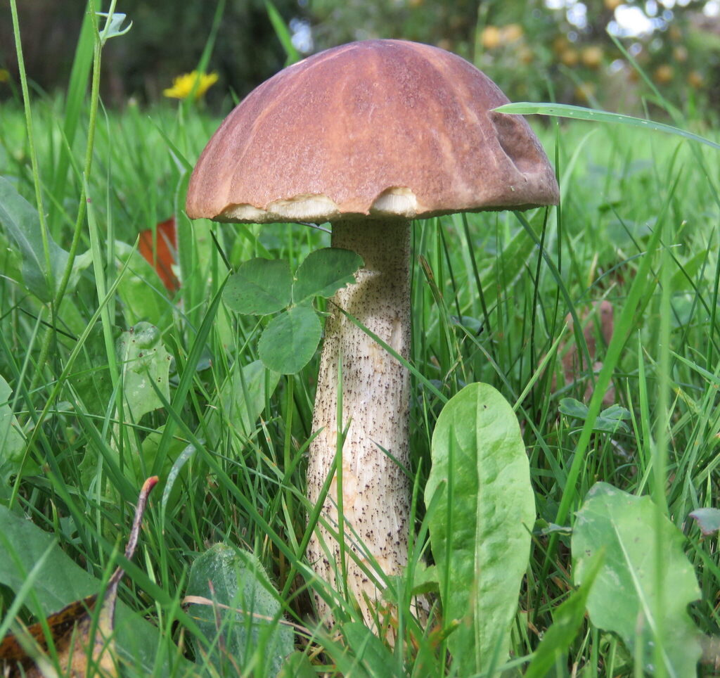Leccinum scabrum · April 2026 · photo: © william-harland (iNaturalist, cc-by-nc)