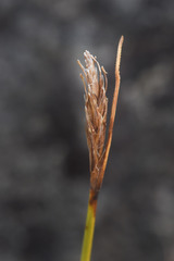 Carex dikei