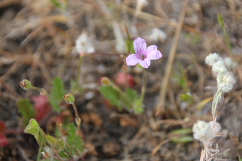 iNaturalist observation photo of Mediterranean Stork's-bill