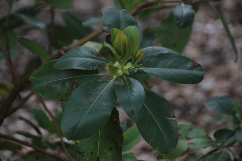 iNaturalist observation photo of Pacific madrone
