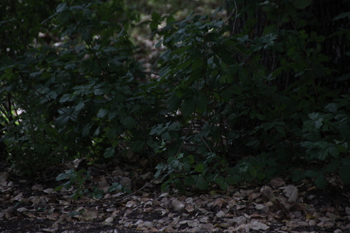 iNaturalist observation photo of Pacific poison oak
