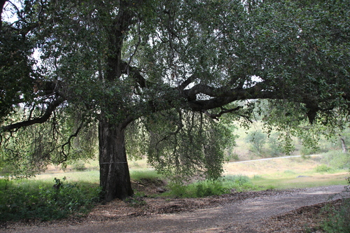 iNaturalist observation photo of coast live oak